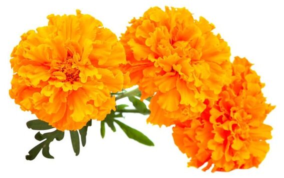 Ocuvit enthält Marigolds